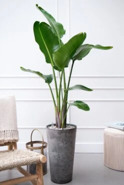 Paradijsvogelplant (Strelitzia Nicolai) D 27 H 150 Cm -Groene Tuin Winkel 8720256488453 28