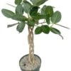 Bladvijg (Ficus Altissima) D 27 H 100 Cm -Groene Tuin Winkel 8720256488477 0