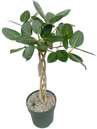 Bladvijg (Ficus Altissima) D 27 H 100 Cm