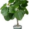 Afrikaanse Vijg (Ficus Umbellata) D 27 H 130 Cm -Groene Tuin Winkel 8720256488491