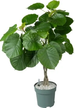 Afrikaanse Vijg (Ficus Umbellata) D 27 H 130 Cm