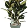 Rubberboom (Ficus Elastica 'Mandela') D 30 H 120 Cm