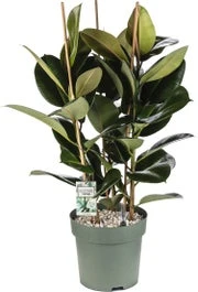 Rubberboom (Ficus Elastica 'Mandela') D 30 H 120 Cm