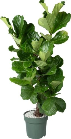 Vioolbladplant (Ficus Lyrata) D 30 H 150 Cm