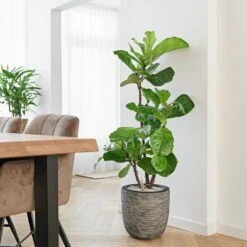 Vioolbladplant (Ficus Lyrata) D 30 H 150 Cm -Groene Tuin Winkel 8720256488781 29