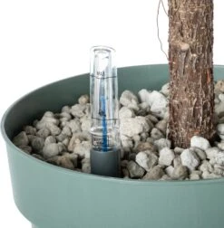 Vioolbladplant (Ficus Lyrata) D 30 H 150 Cm -Groene Tuin Winkel 8720256488781 3