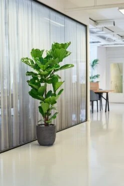 Vioolbladplant (Ficus Lyrata) D 30 H 150 Cm -Groene Tuin Winkel 8720256488781 30