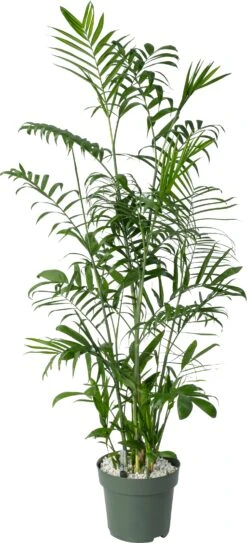 Beautanic Lifestyle Mexicaanse Dwergpalm (Chamaedorea Seifrizii) D 27 H 130 Cm