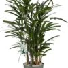 Bamboepalm (Rhapis Excelsa) D 24 H 90 Cm -Groene Tuin Winkel 8720256488842 0