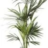 Kentiapalm (Howea Forsteriana) D 27 H 160 Cm -Groene Tuin Winkel 8720256488897 0