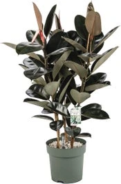 Rubberboom (Ficus Elastica 'Robusta') D 30 H 120 Cm