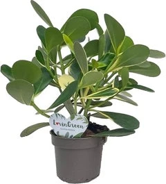 Clusia (Clusia Rosea 'Variegata') D 12 H 35 Cm