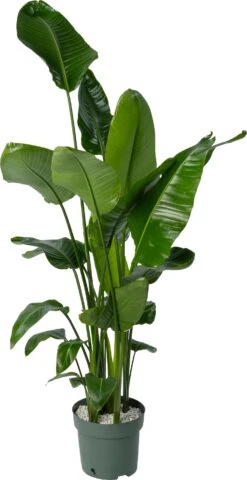 Beautanic Lifestyle Paradijsvogelplant (Strelitzia Nicolai) D 30 H 160 Cm