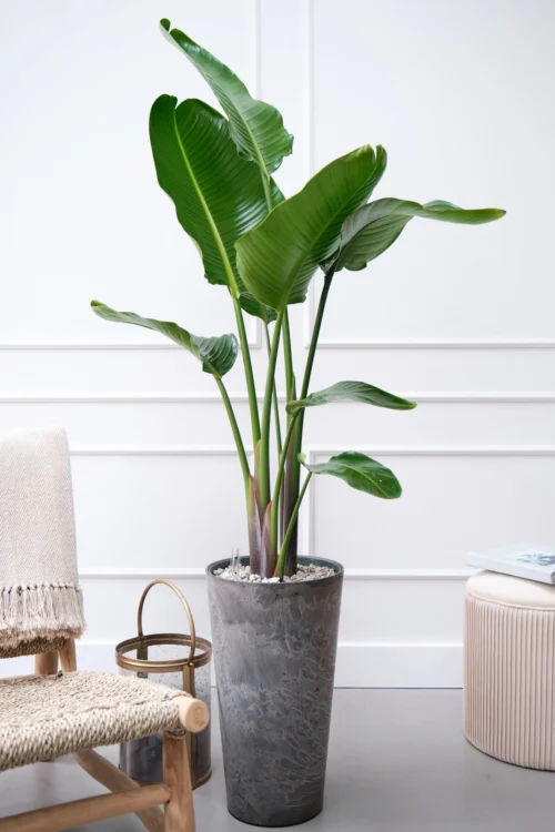 Beautanic Lifestyle Paradijsvogelplant (Strelitzia Nicolai) D 30 H 160 Cm -Groene Tuin Winkel 8720938550119 38