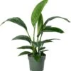 Beautanic Lifestyle Lepelplant (Spatiphyllum 'Sensation') D 30 H 110 Cm 2 Beautanic Lifestyle Lepelplant (Spatiphyllum 'Sensation') D 30 H 110 Cm -Groene Tuin Winkel 8720938550126 0