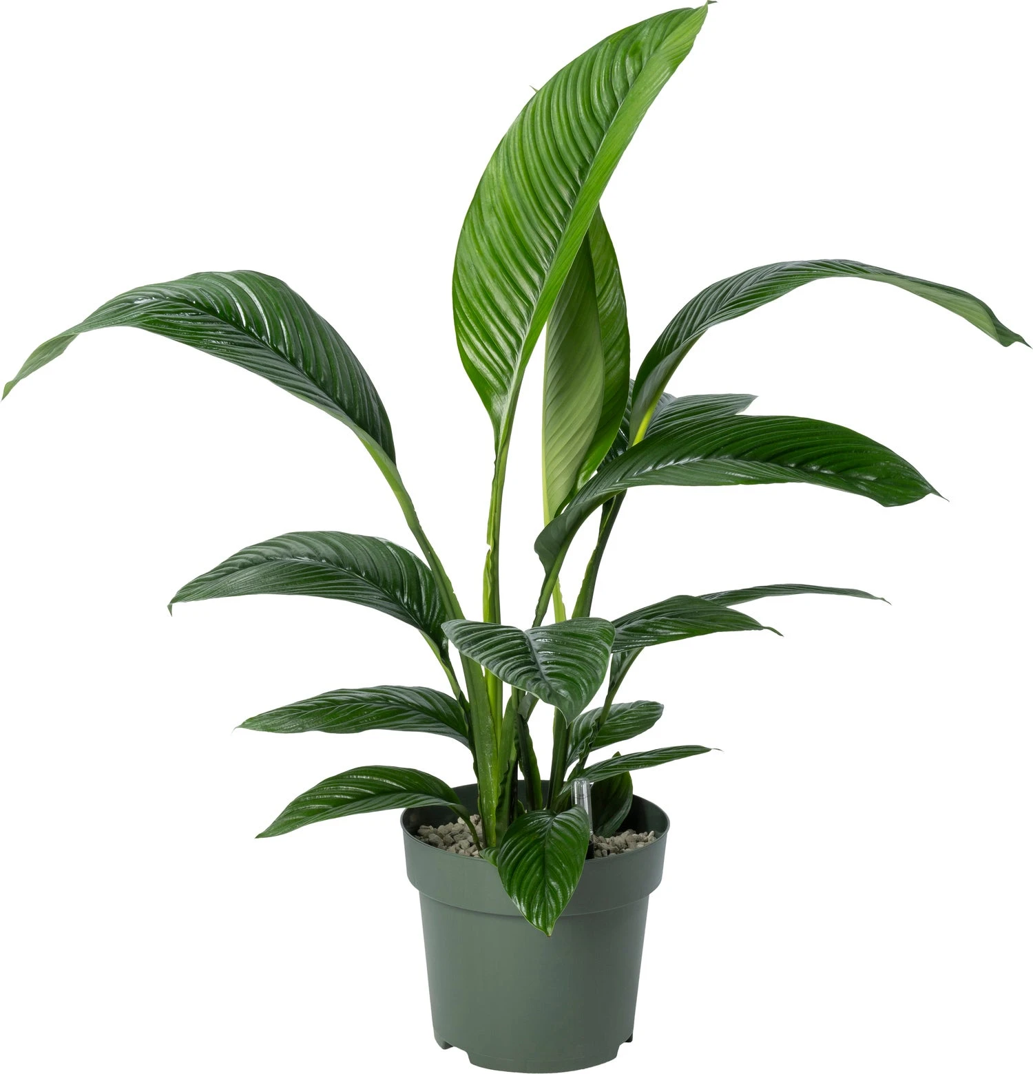 Beautanic Lifestyle Lepelplant (Spatiphyllum 'Sensation') D 30 H 110 Cm 3 Beautanic Lifestyle Lepelplant (Spatiphyllum 'Sensation') D 30 H 110 Cm