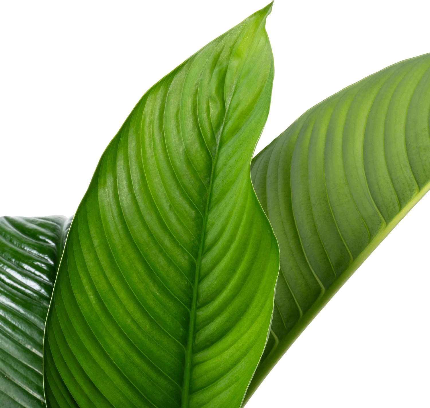 Beautanic Lifestyle Lepelplant (Spatiphyllum 'Sensation') D 30 H 110 Cm 4 Beautanic Lifestyle Lepelplant (Spatiphyllum 'Sensation') D 30 H 110 Cm - Afbeelding 2