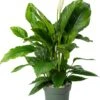 Beautanic Lifestyle Lepelplant (Spathiphyllum 'Sweet Sebastiano') D 27 H 110 Cm