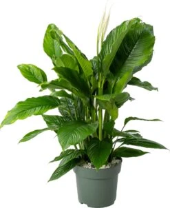 Beautanic Lifestyle Lepelplant (Spathiphyllum 'Sweet Sebastiano') D 27 H 110 Cm