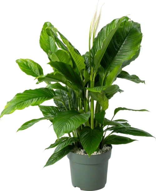 Beautanic Lifestyle Lepelplant (Spathiphyllum 'Sweet Sebastiano') D 27 H 110 Cm