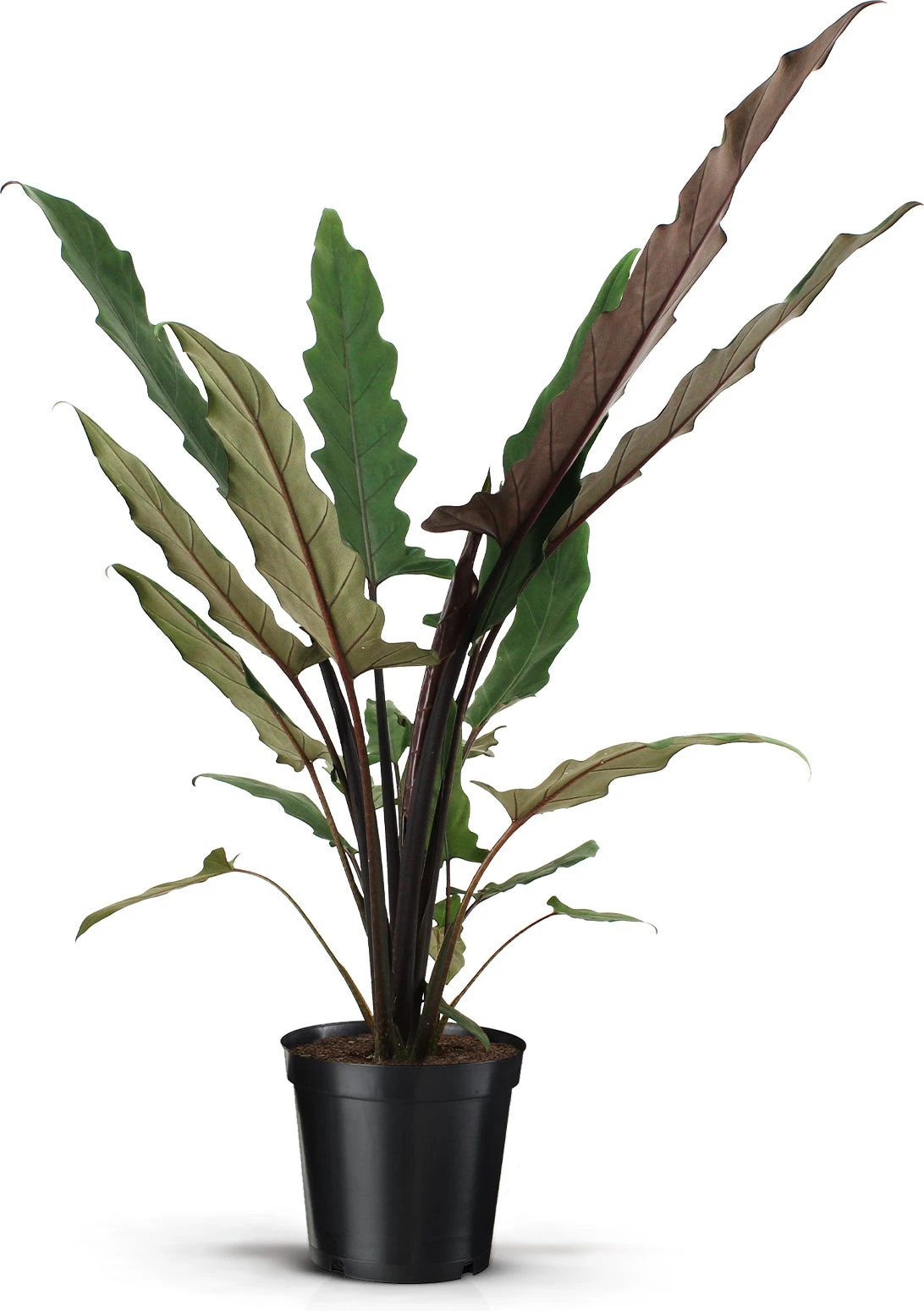 Olifantsoor (Alocasia Lauterbachiana) D 19 H 75 Cm 3 Olifantsoor (Alocasia Lauterbachiana) D 19 H 75 Cm