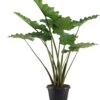 Olifantsoor (Alocasia 'Portodora') D 35 H 120 Cm -Groene Tuin Winkel alocasia portadora 35 zonder etiket