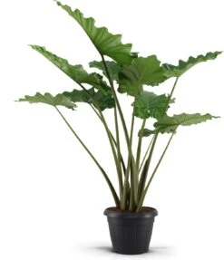Olifantsoor (Alocasia 'Portodora') D 35 H 120 Cm