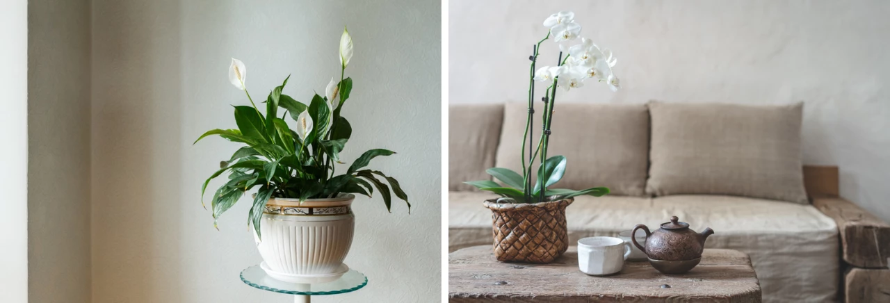 Groene Bloom Winkel -Groene Tuin Winkel cbi 0 135 1 bloeiende