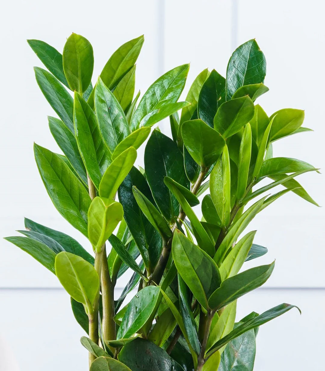 Groene Bloom Winkel 15 Groene Bloom Winkel -Groene Tuin Winkel