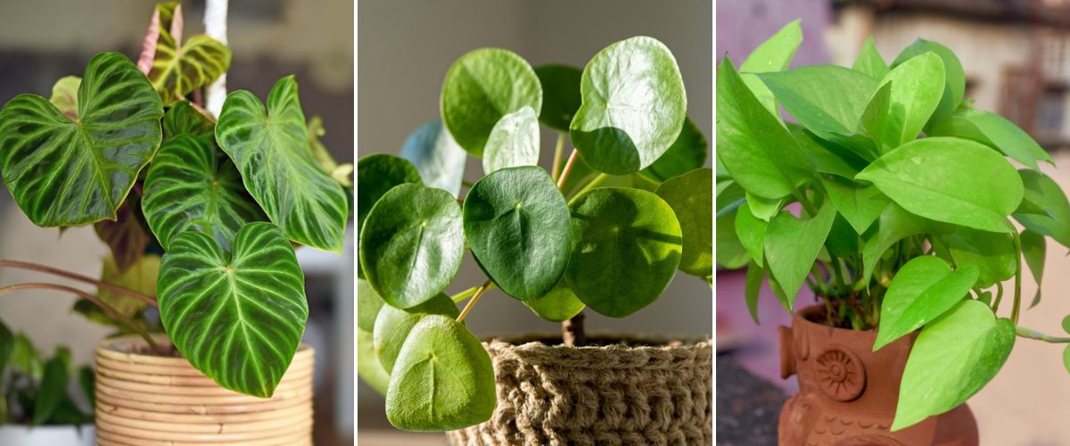 Groene Bloom Winkel -Groene Tuin Winkel groene kamerplanten wenninkhof 1200x500 657ade895dc0a