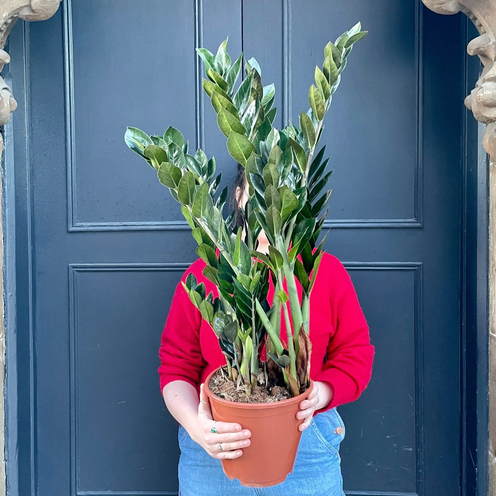 Groene Bloom Winkel 12 Groene Bloom Winkel -Groene Tuin Winkel zamioculcas zamiifolia supernova 21cm pot 930035